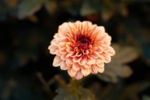 Arcadia Chrysanten-36